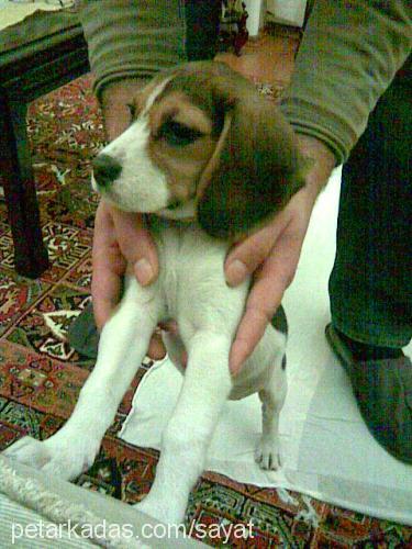 daisy Dişi Beagle