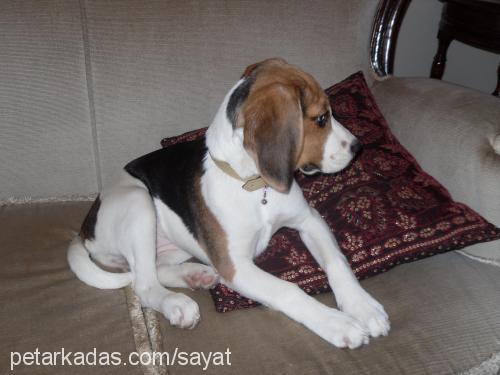 daisy Dişi Beagle