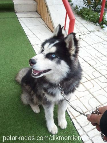 paşa Erkek Sibirya Kurdu (Husky)