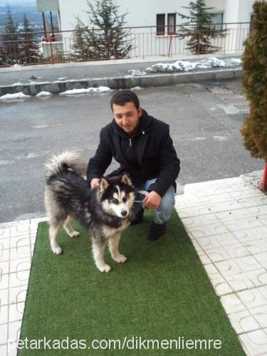 paşa Erkek Sibirya Kurdu (Husky)