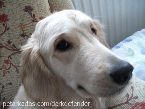 bonnie Dişi Golden Retriever