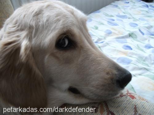 bonnie Dişi Golden Retriever