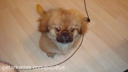 fox Erkek Pekingese