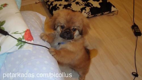 fox Erkek Pekingese