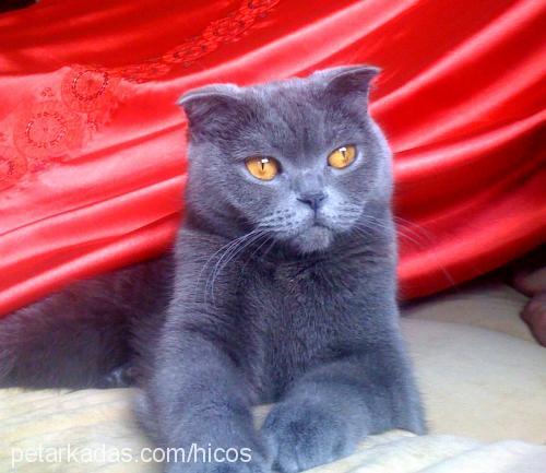 balımjale Dişi Scottish Fold