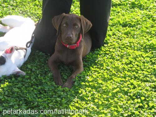 maylo Dişi Labrador Retriever