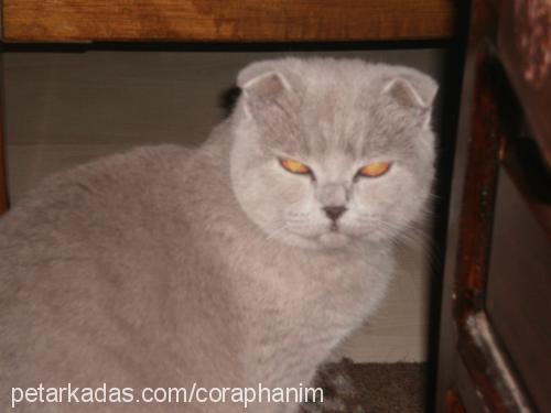 haşmet Erkek Scottish Fold