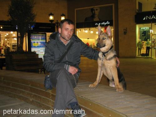 paşa Erkek Alman Çoban Köpeği