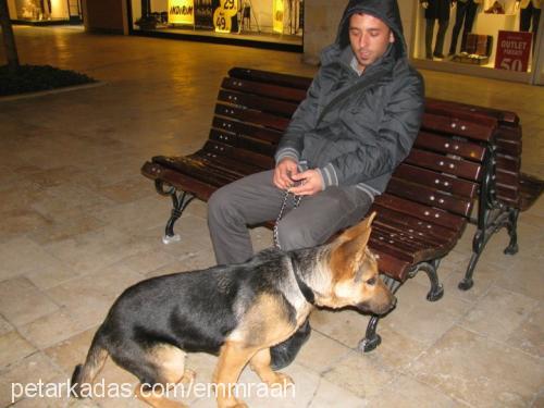 paşa Erkek Alman Çoban Köpeği