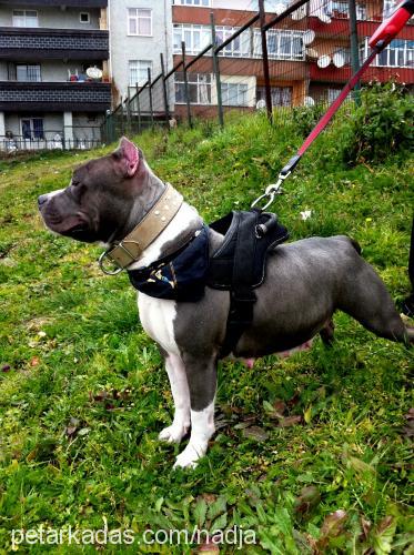 nadja Dişi Amerikan Staffordshire Terrier