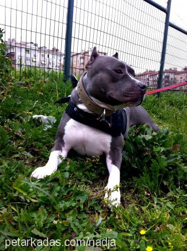 nadja Dişi Amerikan Staffordshire Terrier