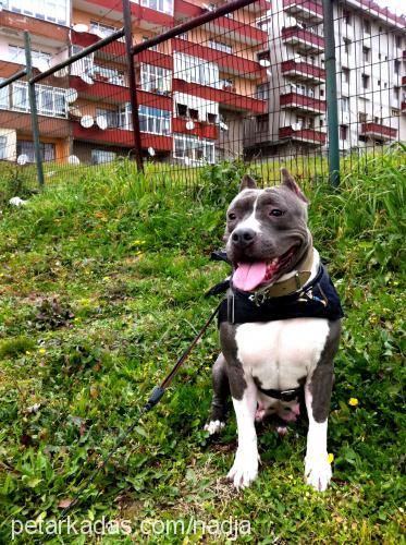 nadja Dişi Amerikan Staffordshire Terrier