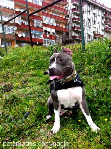 nadja Dişi Amerikan Staffordshire Terrier