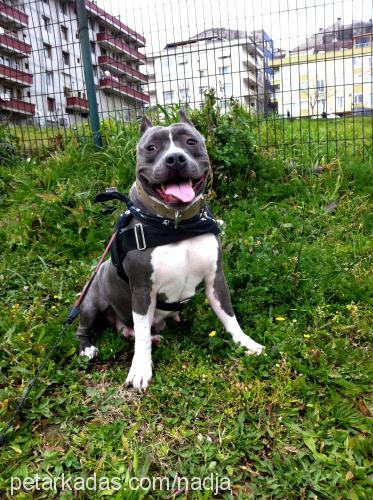 nadja Dişi Amerikan Staffordshire Terrier