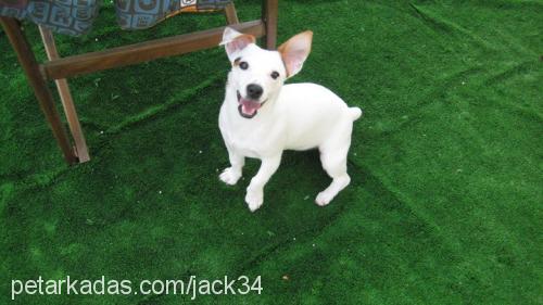 şakira Dişi Jack Russell Terrier