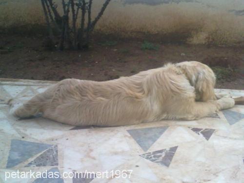 yakışıklı Erkek Golden Retriever