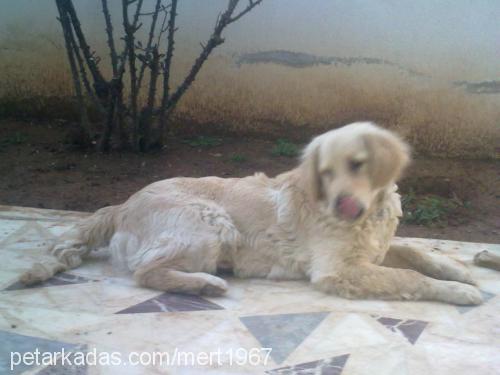 yakışıklı Erkek Golden Retriever