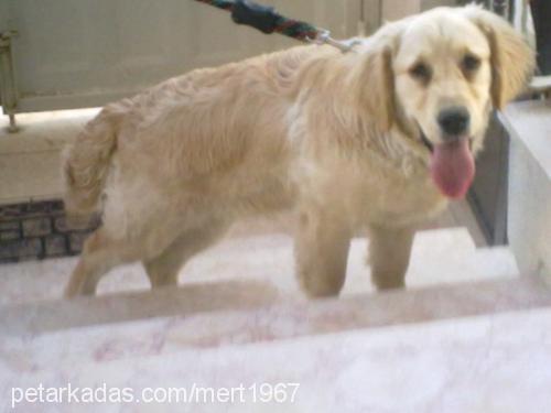 yakışıklı Erkek Golden Retriever