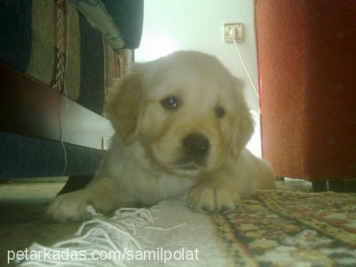 sütlaç Dişi Golden Retriever