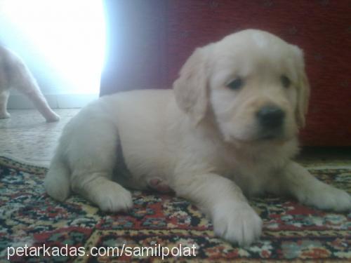 sütlaç Dişi Golden Retriever