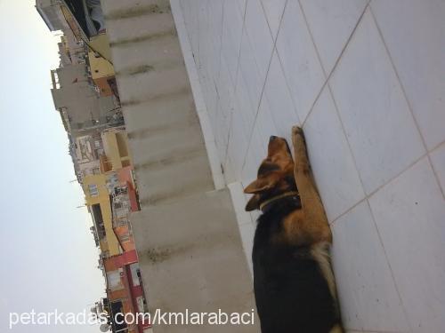 aress Erkek Alman Çoban Köpeği