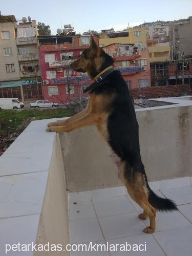 aress Erkek Alman Çoban Köpeği