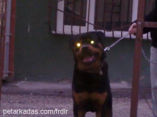 reis Erkek Rottweiler