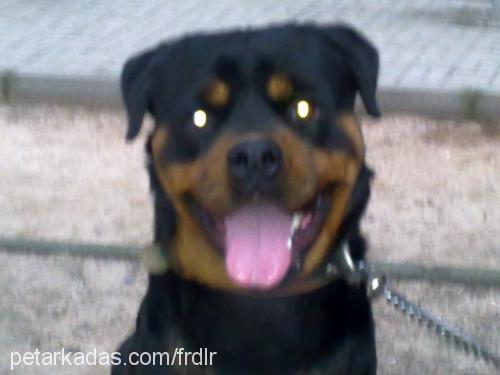 reis Erkek Rottweiler