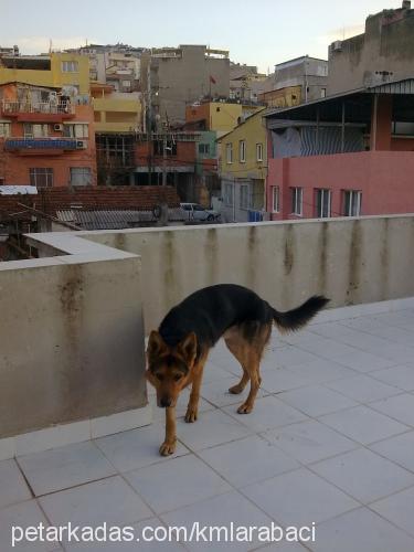 aress Erkek Alman Çoban Köpeği