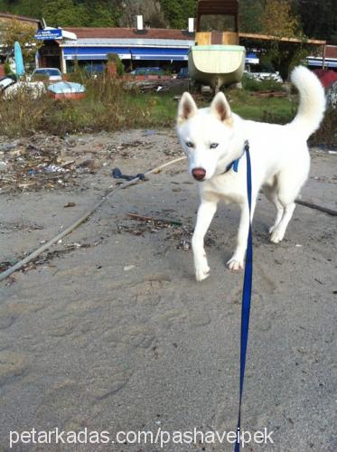 pasha Erkek Sibirya Kurdu (Husky)