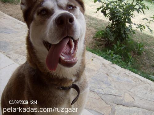 rüzgar Erkek Sibirya Kurdu (Husky)