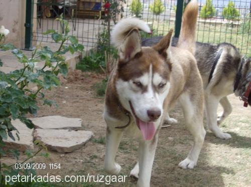 rüzgar Erkek Sibirya Kurdu (Husky)