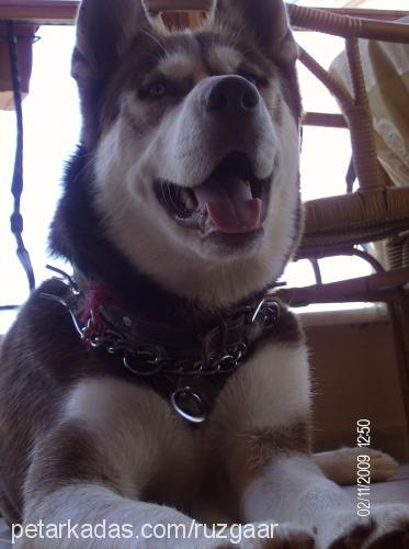 rüzgar Erkek Sibirya Kurdu (Husky)