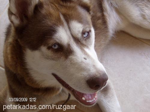 rüzgar Erkek Sibirya Kurdu (Husky)