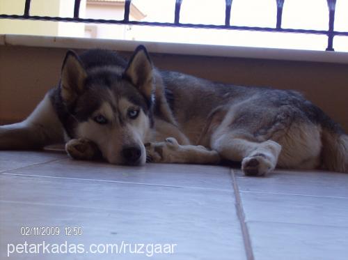 maya Dişi Sibirya Kurdu (Husky)