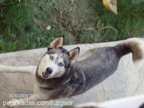 maya Dişi Sibirya Kurdu (Husky)