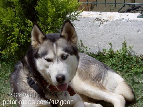 maya Dişi Sibirya Kurdu (Husky)