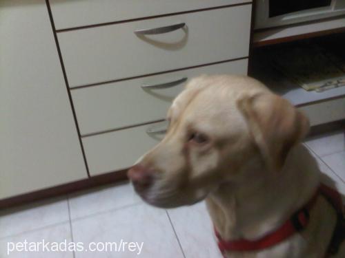 rey Erkek Labrador Retriever