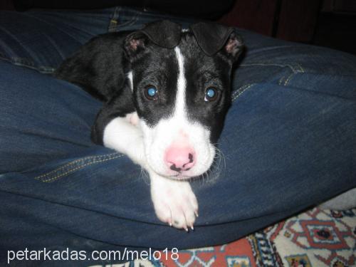 ares Erkek Amerikan Staffordshire Terrier