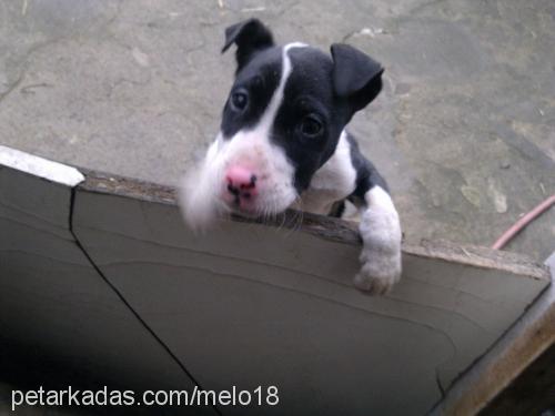 ares Erkek Amerikan Staffordshire Terrier