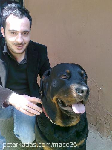 maço Erkek Rottweiler