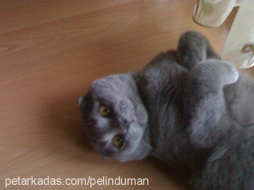 duman Erkek Scottish Fold