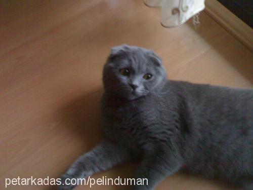 duman Erkek Scottish Fold