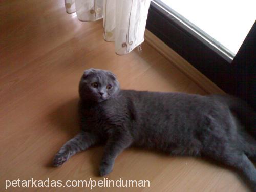 duman Erkek Scottish Fold