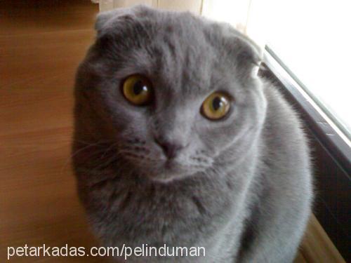 duman Erkek Scottish Fold