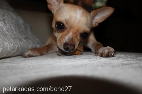 bond Erkek Chihuahua