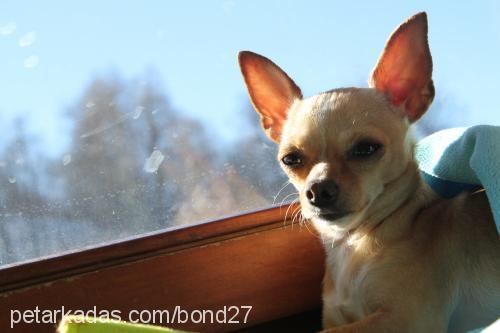 bond Erkek Chihuahua