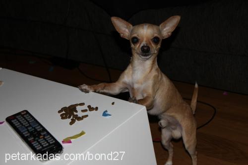 bond Erkek Chihuahua