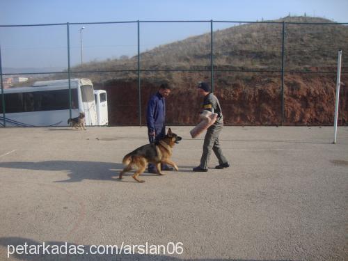 garip Erkek Alman Çoban Köpeği