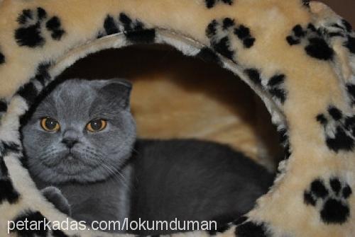 lokum Dişi Scottish Fold